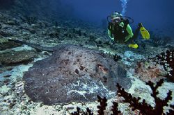 nikon D200 in sealux housing, stingray - composing: diver by Manfred Bail 
